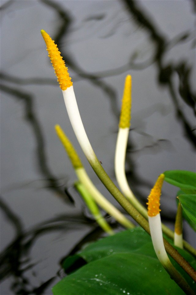 Golden Club (Orontium aquaticum) at the Buffalo and Erie County Botanical Gardens.