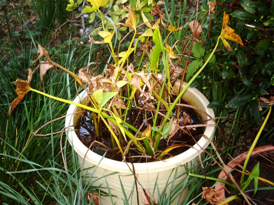 Sagittaria trifolia