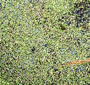 Water plant Lemna turionifera from the Botanical Gardens of Charles University, Prague, Czech Republic