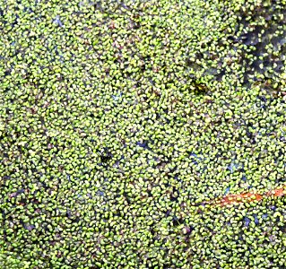 Water plant Lemna turionifera from the Botanical Gardens of Charles University, Prague, Czech Republic photo