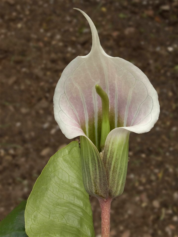 Close-up of inflorescence of Arisaema candidissimum, grown in cultivation in the UK. Believed to be the form often called 'Forrest form', derived from the original George Forrest introduction into the