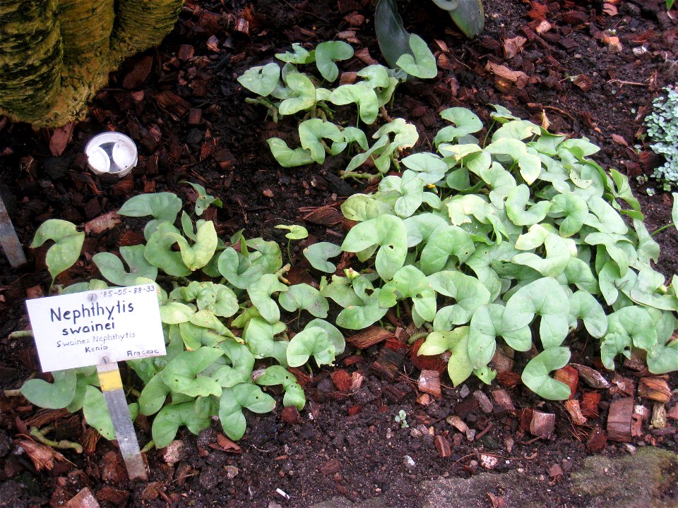 Nephthytis swainei specimen in the Botanischer Garten, Berlin-Dahlem (Berlin Botanical Garden), Berlin, Germany.