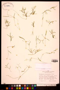 Potamogeton berchtoldii