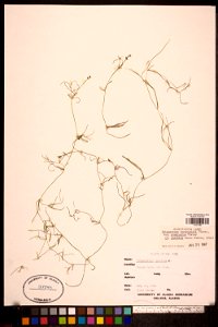 Potamogeton berchtoldii