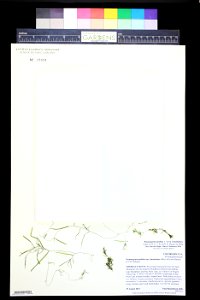 Potamogeton berchtoldii