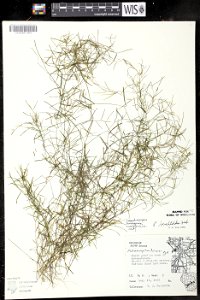 Potamogeton berchtoldii