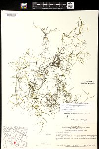 Potamogeton berchtoldii