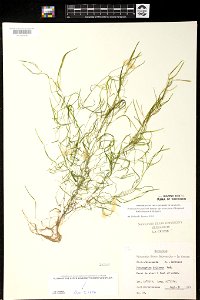 Potamogeton berchtoldii