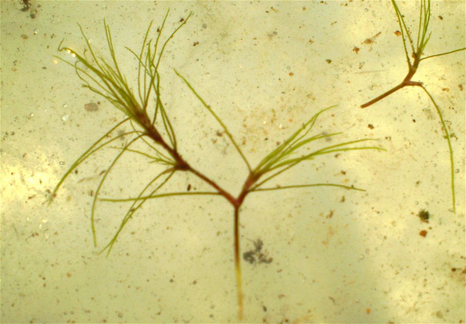 Najas japonica Nakai(Itotorigemo)