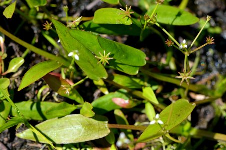Star Water Plant, Damasonium minus. Macquarie Marshes, NSW.