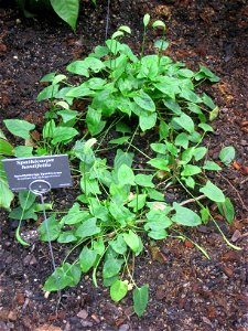Spathicarpa hastifolia specimen in the Botanischer Garten, Berlin-Dahlem (Berlin Botanical Garden), Berlin, Germany.