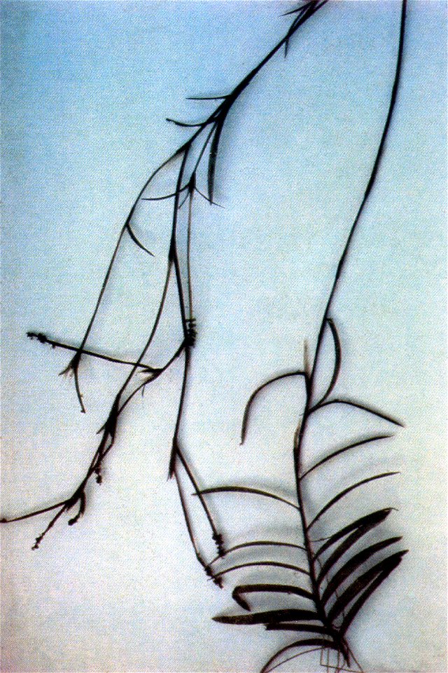 Potamogeton robbinsii from Edward G. Voss. USDA NRCS. 1992. Western wetland flora: Field office guide to plant species. West Region, Sacramento. Courtesy of USDA NRCS Wetland Science Institute.