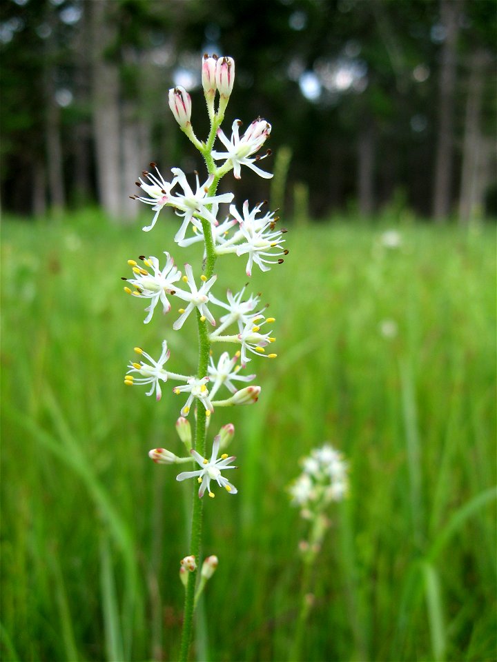 Triantha racemosa, May Prairie, a wet prairie in Coffee County, Tennessee