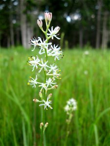 Triantha racemosa, May Prairie, a wet prairie in Coffee County, Tennessee