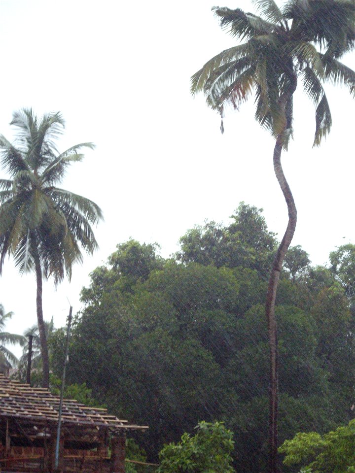 A freak crooked tall coconut tree that has defied natures fury, a wonder of nature. This tree was on the banks of the Vashishti River near Chiplun in Konkan Maharashtra.