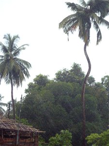 A freak crooked tall coconut tree that has defied natures fury, a wonder of nature. This tree was on the banks of the Vashishti River near Chiplun in Konkan Maharashtra.