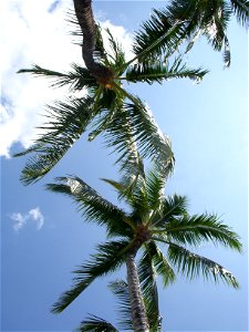 two Coconut Palm trees. photo