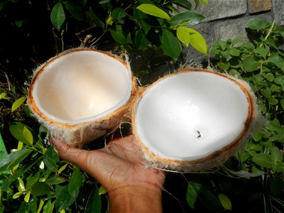 Cocos nucifera (fruit) textures in Poblacion, Baliuag during Timeline of the 2020 coronavirus pandemic in the Philippines  2020 coronavirus pandemic in the Philippines Bayanihan to Heal as One Act (RA