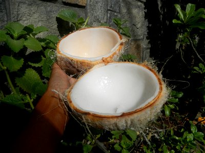 Cocos nucifera (fruit) textures in Poblacion, Baliuag during Timeline of the 2020 coronavirus pandemic in the Philippines  2020 coronavirus pandemic in the Philippines Bayanihan to Heal as One Act (RA