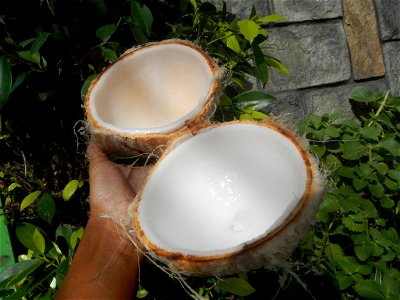 Cocos nucifera (fruit) textures in Poblacion, Baliuag during Timeline of the 2020 coronavirus pandemic in the Philippines  2020 coronavirus pandemic in the Philippines Bayanihan to Heal as One Act (RA