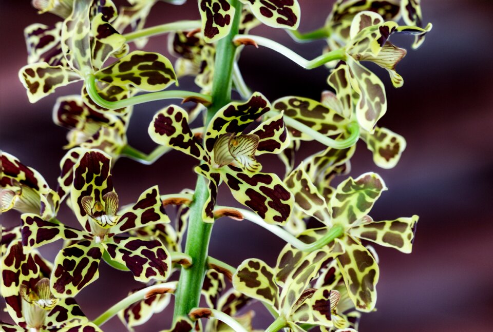 Flower plant nature