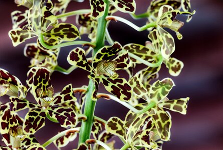 Flower plant nature