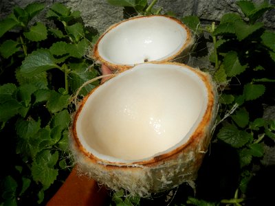 Cocos nucifera (fruit) textures in Poblacion, Baliuag during Timeline of the 2020 coronavirus pandemic in the Philippines  2020 coronavirus pandemic in the Philippines Bayanihan to Heal as One Act (RA