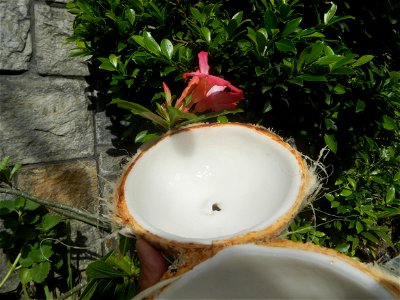 Cocos nucifera (fruit) textures in Poblacion, Baliuag during Timeline of the 2020 coronavirus pandemic in the Philippines  2020 coronavirus pandemic in the Philippines Bayanihan to Heal as One Act (RA
