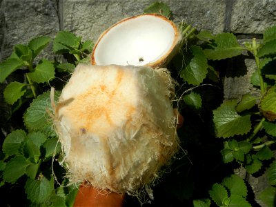 Cocos nucifera (fruit) textures in Poblacion, Baliuag during Timeline of the 2020 coronavirus pandemic in the Philippines  2020 coronavirus pandemic in the Philippines Bayanihan to Heal as One Act (RA