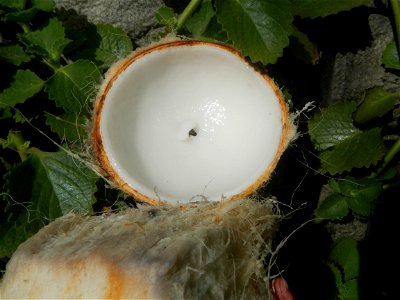 Cocos nucifera (fruit) textures in Poblacion, Baliuag during Timeline of the 2020 coronavirus pandemic in the Philippines  2020 coronavirus pandemic in the Philippines Bayanihan to Heal as One Act (RA