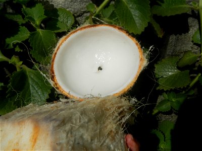 Cocos nucifera (fruit) textures in Poblacion, Baliuag during Timeline of the 2020 coronavirus pandemic in the Philippines  2020 coronavirus pandemic in the Philippines Bayanihan to Heal as One Act (RA