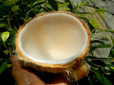 Cocos nucifera (fruit) textures in Poblacion, Baliuag during Timeline of the 2020 coronavirus pandemic in the Philippines  2020 coronavirus pandemic in the Philippines Bayanihan to Heal as One Act (RA
