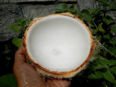 Cocos nucifera (fruit) textures in Poblacion, Baliuag during Timeline of the 2020 coronavirus pandemic in the Philippines  2020 coronavirus pandemic in the Philippines Bayanihan to Heal as One Act (RA