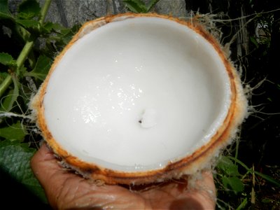 Cocos nucifera (fruit) textures in Poblacion, Baliuag during Timeline of the 2020 coronavirus pandemic in the Philippines  2020 coronavirus pandemic in the Philippines Bayanihan to Heal as One Act (RA