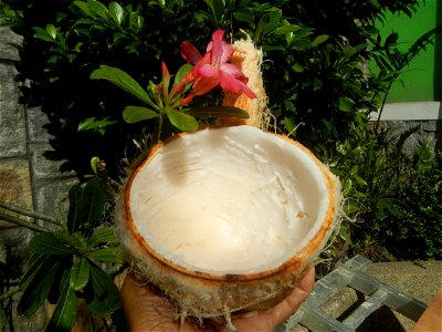 Cocos nucifera (fruit) textures in Poblacion, Baliuag during Timeline of the 2020 coronavirus pandemic in the Philippines  2020 coronavirus pandemic in the Philippines Bayanihan to Heal as One Act (RA