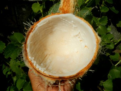 Cocos nucifera (fruit) textures in Poblacion, Baliuag during Timeline of the 2020 coronavirus pandemic in the Philippines  2020 coronavirus pandemic in the Philippines Bayanihan to Heal as One Act (RA