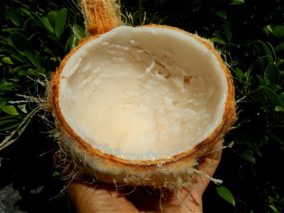 Cocos nucifera (fruit) textures in Poblacion, Baliuag during Timeline of the 2020 coronavirus pandemic in the Philippines  2020 coronavirus pandemic in the Philippines Bayanihan to Heal as One Act (RA