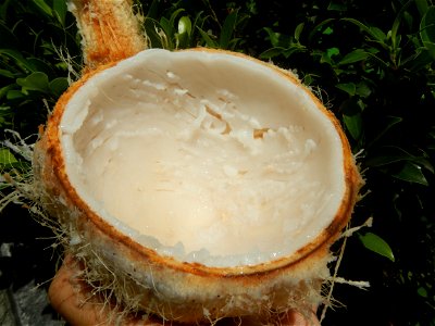 Cocos nucifera (fruit) textures in Poblacion, Baliuag during Timeline of the 2020 coronavirus pandemic in the Philippines  2020 coronavirus pandemic in the Philippines Bayanihan to Heal as One Act (RA