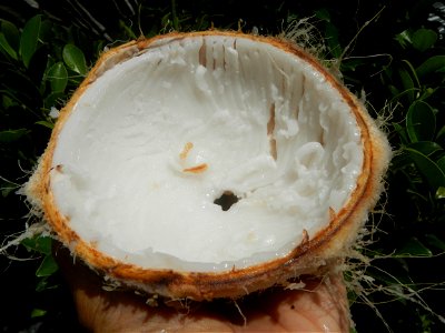 Cocos nucifera (fruit) textures in Poblacion, Baliuag during Timeline of the 2020 coronavirus pandemic in the Philippines  2020 coronavirus pandemic in the Philippines Bayanihan to Heal as One Act (RA