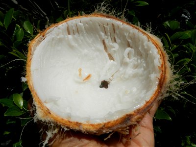 Cocos nucifera (fruit) textures in Poblacion, Baliuag during Timeline of the 2020 coronavirus pandemic in the Philippines  2020 coronavirus pandemic in the Philippines Bayanihan to Heal as One Act (RA