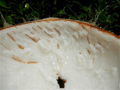 Cocos nucifera (fruit) textures in Poblacion, Baliuag during Timeline of the 2020 coronavirus pandemic in the Philippines  2020 coronavirus pandemic in the Philippines Bayanihan to Heal as One Act (RA