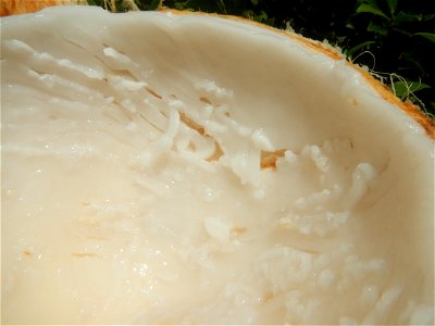 Cocos nucifera (fruit) textures in Poblacion, Baliuag during Timeline of the 2020 coronavirus pandemic in the Philippines  2020 coronavirus pandemic in the Philippines Bayanihan to Heal as One Act (RA