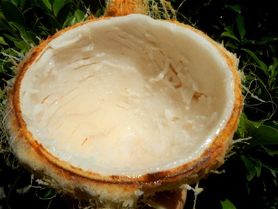 Cocos nucifera (fruit) textures in Poblacion, Baliuag during Timeline of the 2020 coronavirus pandemic in the Philippines  2020 coronavirus pandemic in the Philippines Bayanihan to Heal as One Act (RA
