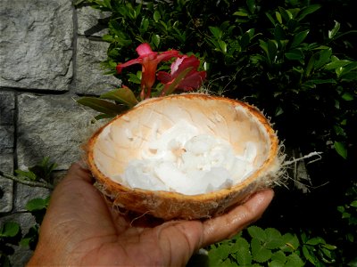 Cocos nucifera (fruit) textures in Poblacion, Baliuag during Timeline of the 2020 coronavirus pandemic in the Philippines  2020 coronavirus pandemic in the Philippines Bayanihan to Heal as One Act (RA