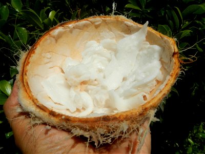 Cocos nucifera (fruit) textures in Poblacion, Baliuag during Timeline of the 2020 coronavirus pandemic in the Philippines  2020 coronavirus pandemic in the Philippines Bayanihan to Heal as One Act (RA