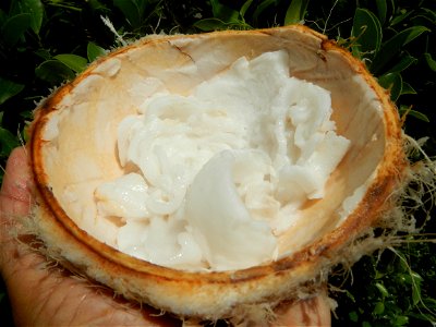 Cocos nucifera (fruit) textures in Poblacion, Baliuag during Timeline of the 2020 coronavirus pandemic in the Philippines  2020 coronavirus pandemic in the Philippines Bayanihan to Heal as One Act (RA