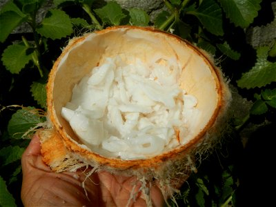 Cocos nucifera (fruit) textures in Poblacion, Baliuag during Timeline of the 2020 coronavirus pandemic in the Philippines  2020 coronavirus pandemic in the Philippines Bayanihan to Heal as One Act (RA