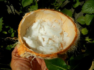 Cocos nucifera (fruit) textures in Poblacion, Baliuag during Timeline of the 2020 coronavirus pandemic in the Philippines  2020 coronavirus pandemic in the Philippines Bayanihan to Heal as One Act (RA