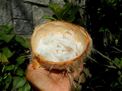 Cocos nucifera (fruit) textures in Poblacion, Baliuag during Timeline of the 2020 coronavirus pandemic in the Philippines  2020 coronavirus pandemic in the Philippines Bayanihan to Heal as One Act (RA