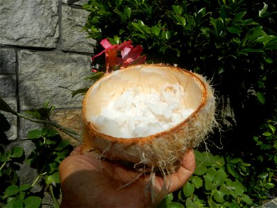 Cocos nucifera (fruit) textures in Poblacion, Baliuag during Timeline of the 2020 coronavirus pandemic in the Philippines  2020 coronavirus pandemic in the Philippines Bayanihan to Heal as One Act (RA